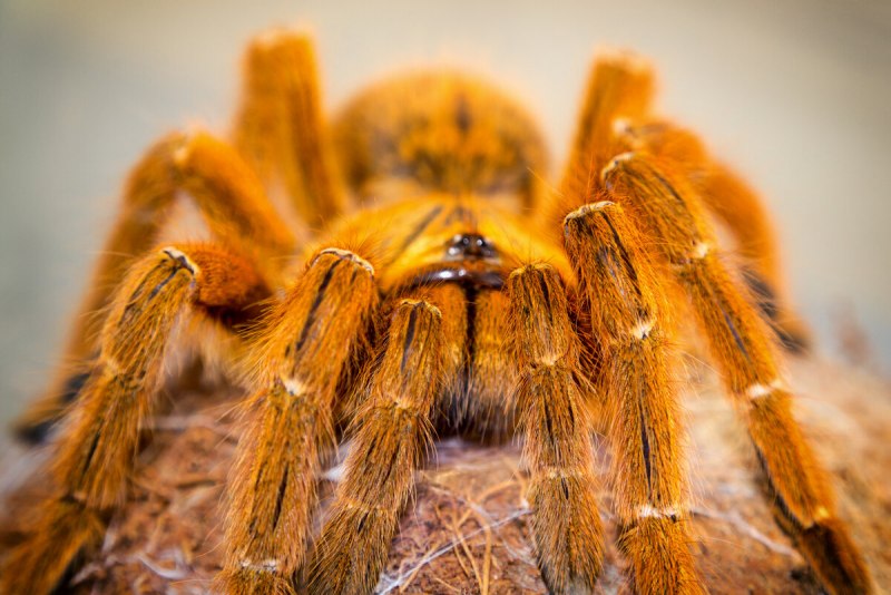 Brachypelma auratum