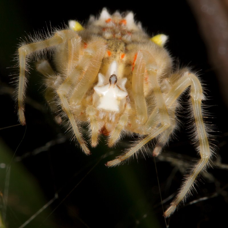 Паук птицеед Acanthoscurria geniculata