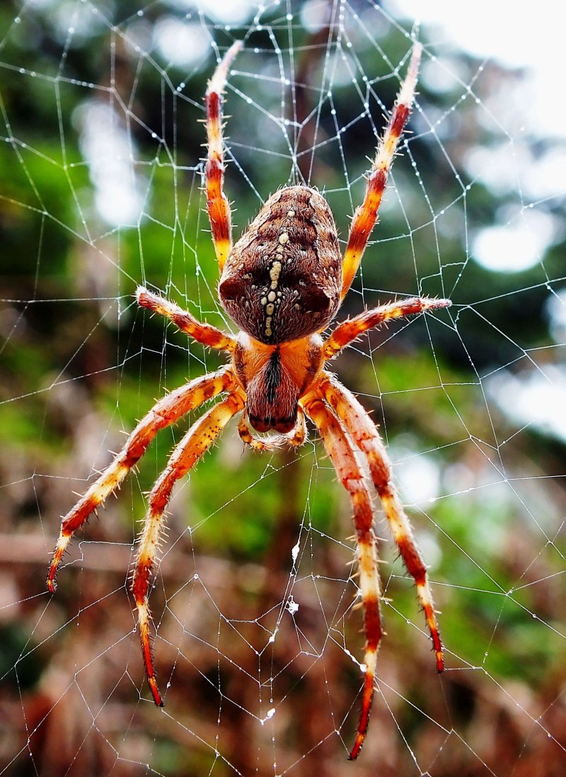 Паук птицеед Avicularia versicolor