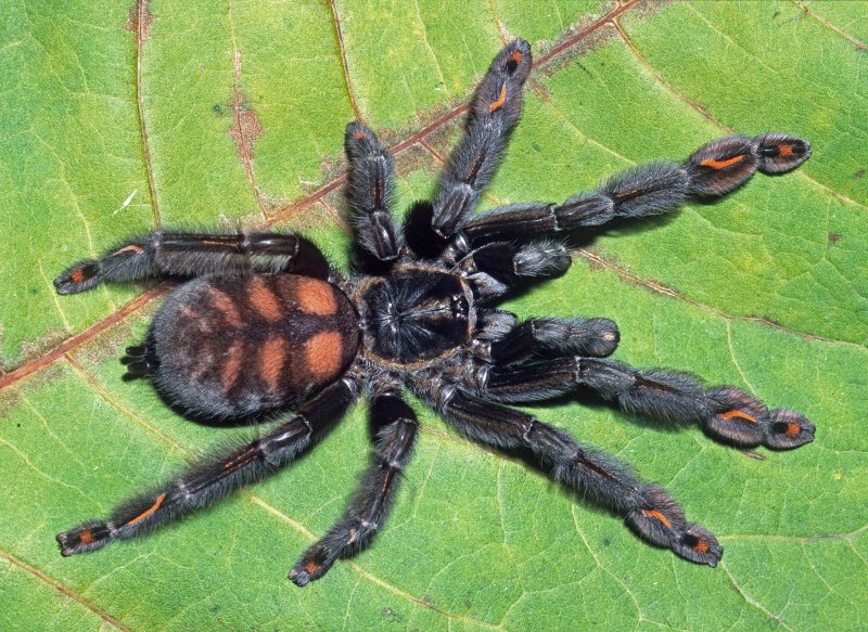 Тарантул Heteroscodra maculata