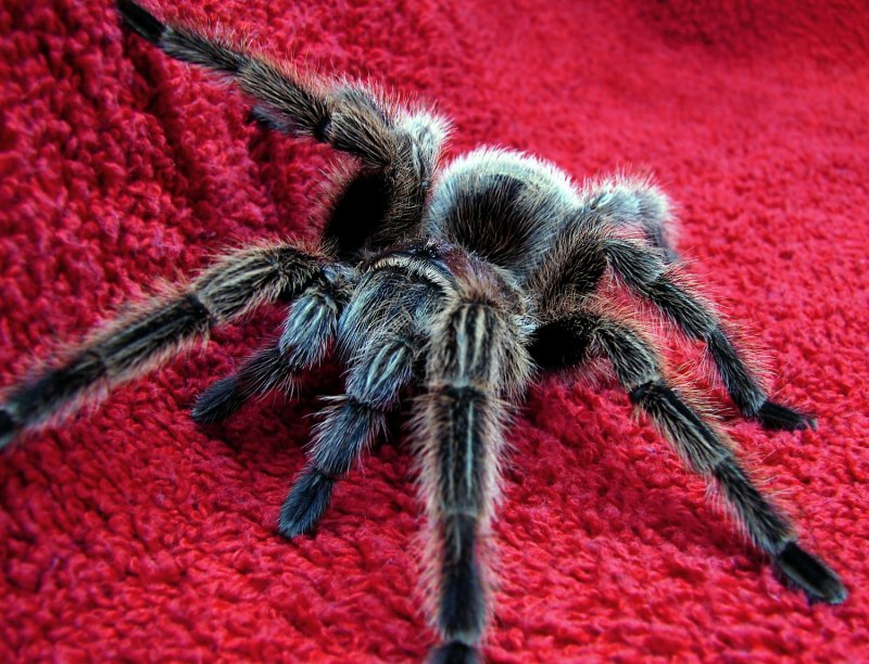 Паук Chromatopelma cyaneopubescens
