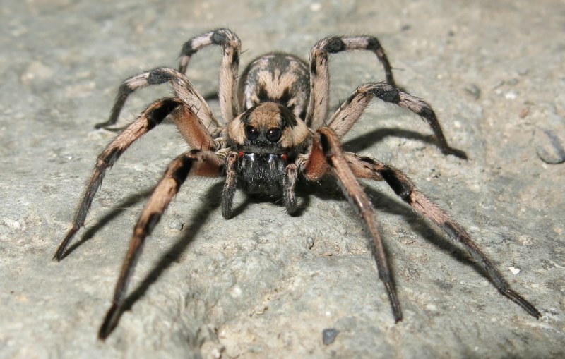 Птицеед гаплопельма ливидум (Haplopelma lividum