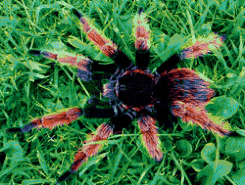 Паук Acanthoscurria geniculata
