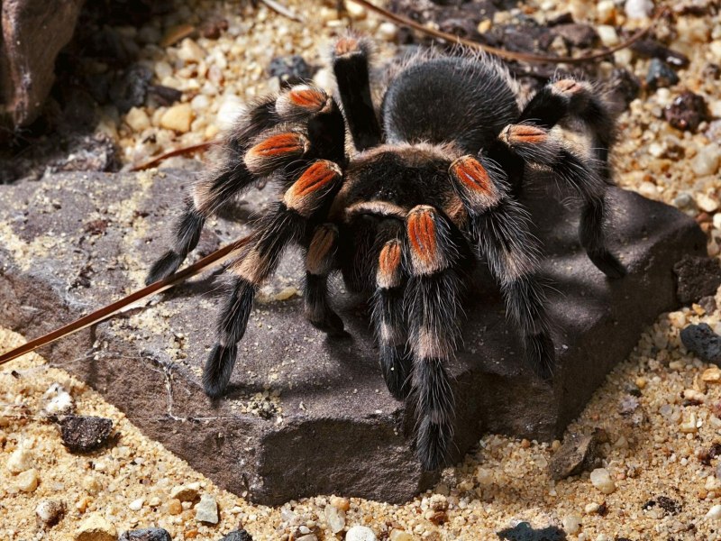 Poecilotheria Metallica паук