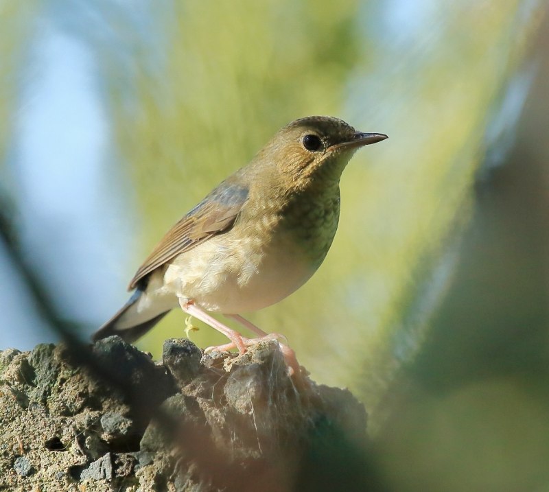 Luscinia Luscinia