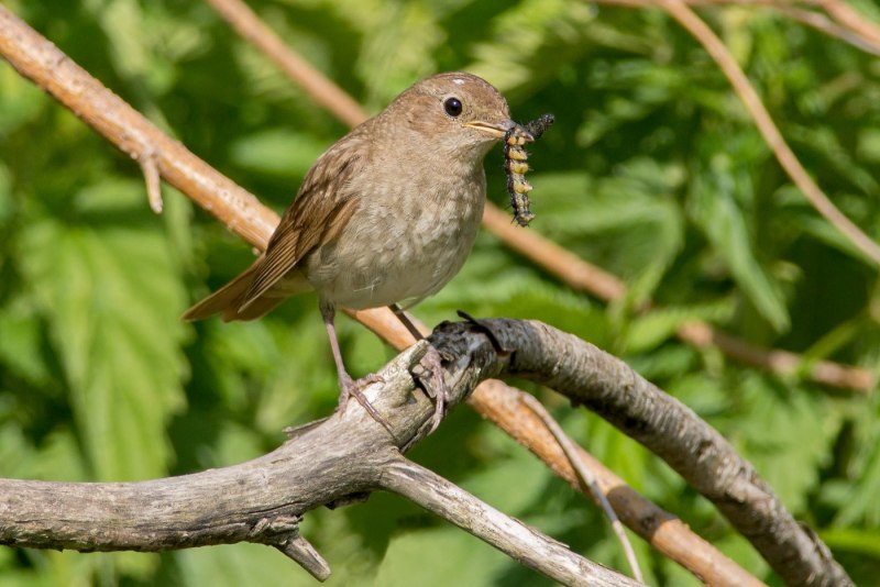 Соловей-красношейка Luscinia Calliope