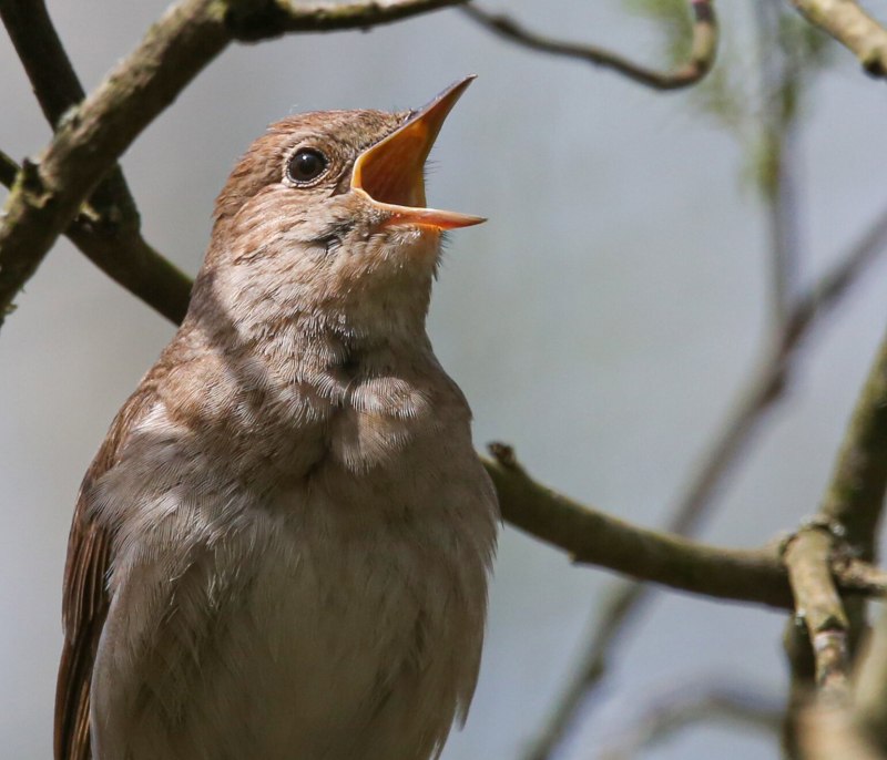 Luscinia Luscinia
