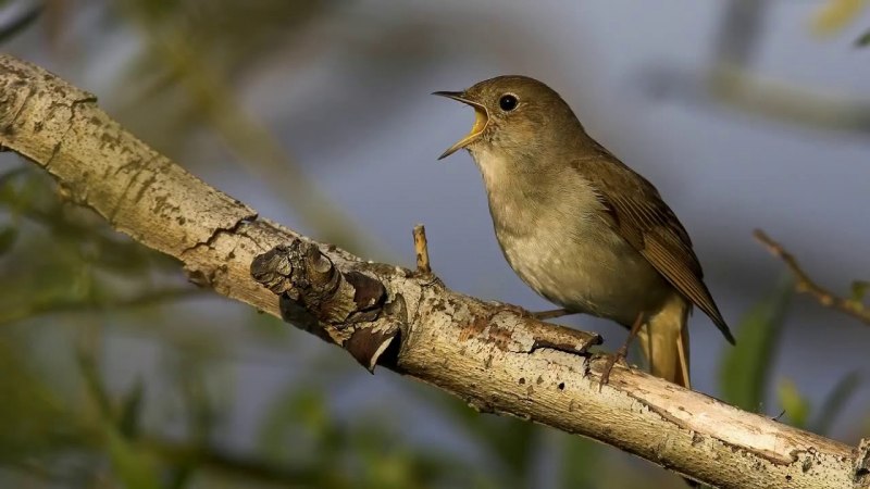 Luscinia Luscinia