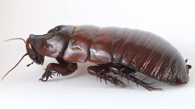 Таракан Megaloblatta blaberoides