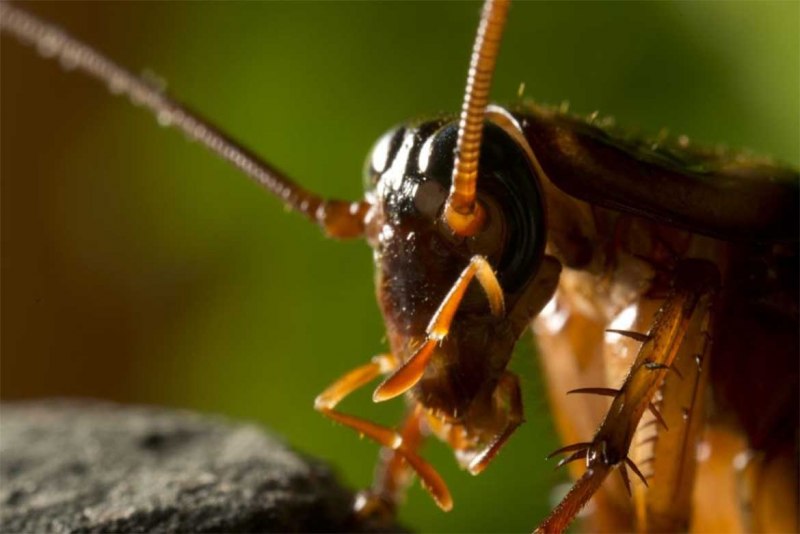 Periplaneta australasiae