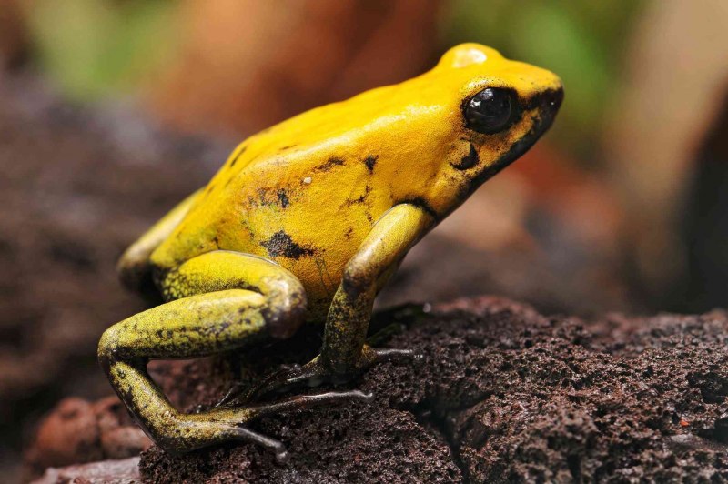 Ужасный листолаз (phyllobates terribilis)