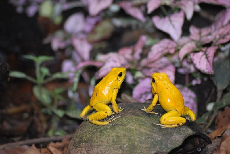 Ужасный листолаз (phyllobates terribilis)