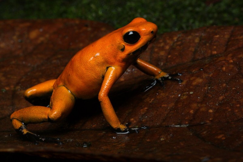 Ужасный листолаз (phyllobates terribilis)