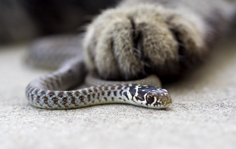 Telescopus nigriceps