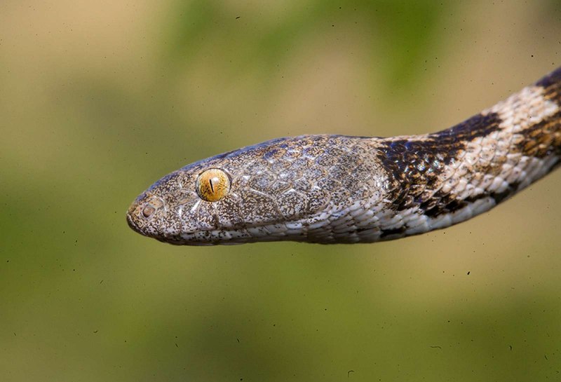Кошачья змея (Telescopus fallax)