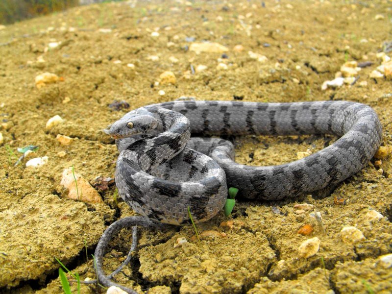 Кавказская кошачья змея (66 фото)