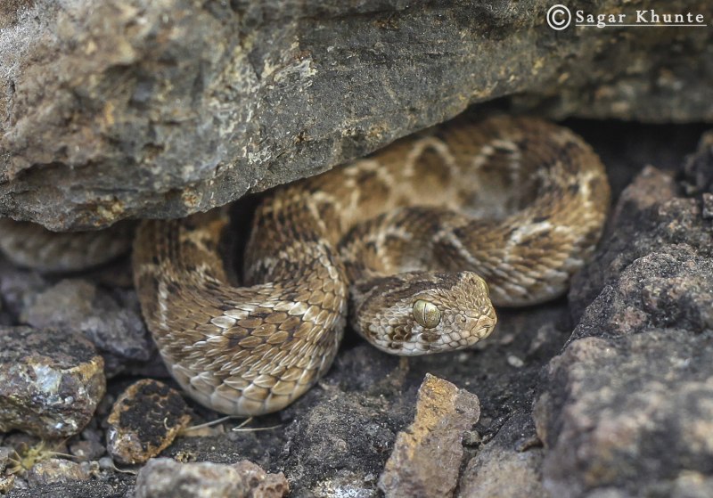 Змеиный клещ Ophionyssus natricis,