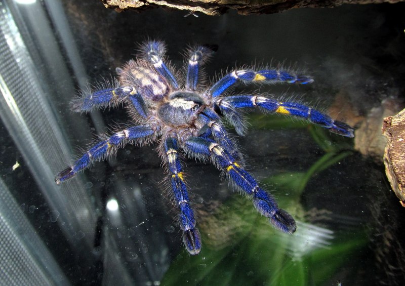 Паук птицеед Poecilotheria Metallica