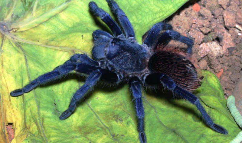 Голубой тарантул (55 фото)