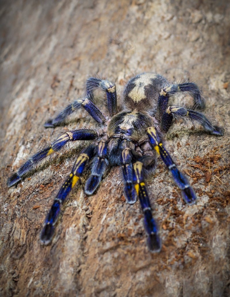 Poecilotheria Metallica паучата