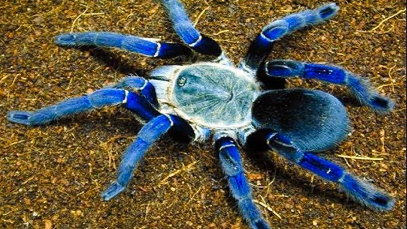 Poecilotheria Metallica паук