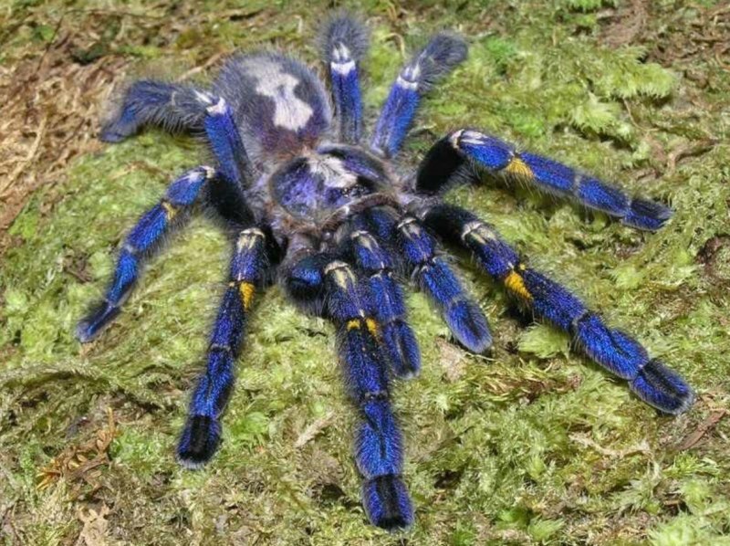 Poecilotheria Metallica паук