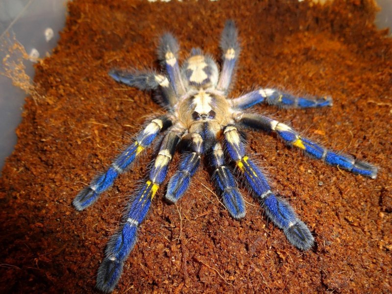 Poecilotheria Metallica паук