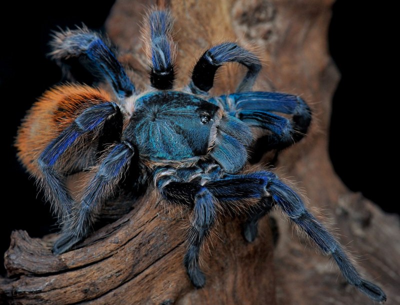 Паук-птицеед Chromatopelma cyaneopubescens