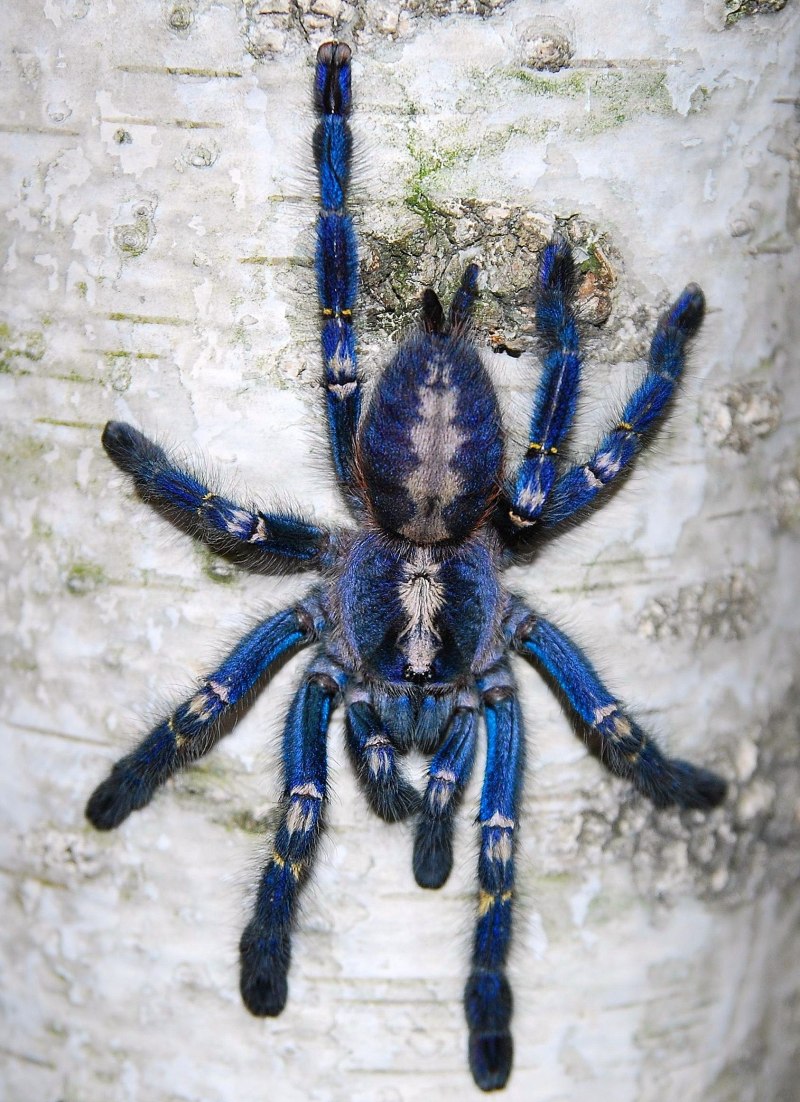 Паук птицеед Avicularia versicolor