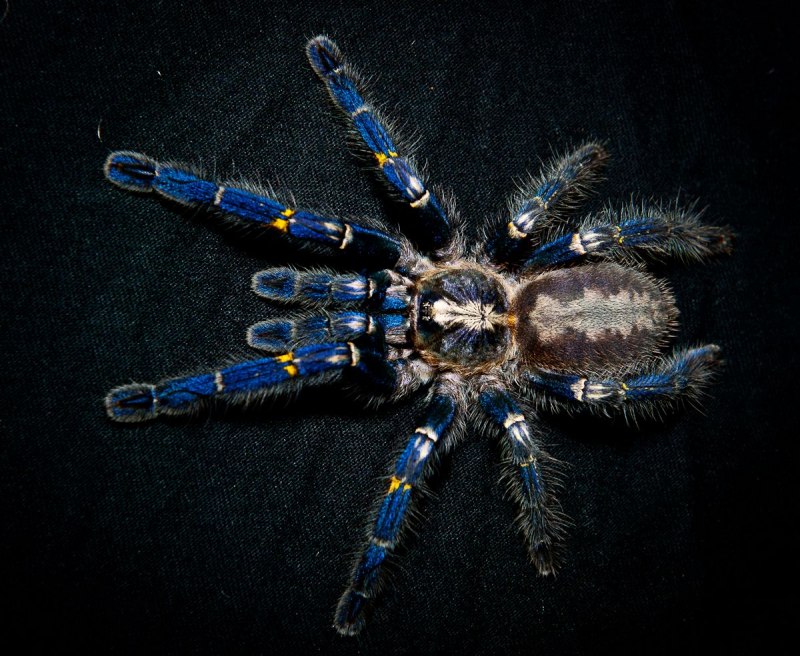 Паук птицеед Poecilotheria Metallica