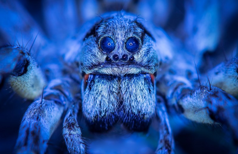 Птицеед гаплопельма ливидум (Haplopelma lividum