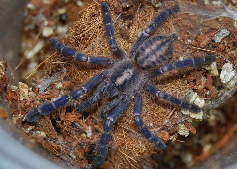 Cyriopagopus SP. Blue