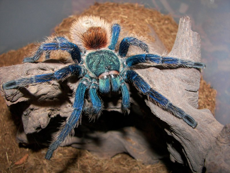 Паук-птицеед Chromatopelma cyaneopubescens