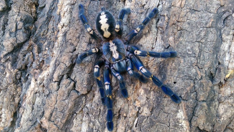 Паук Chromatopelma cyaneopubescens