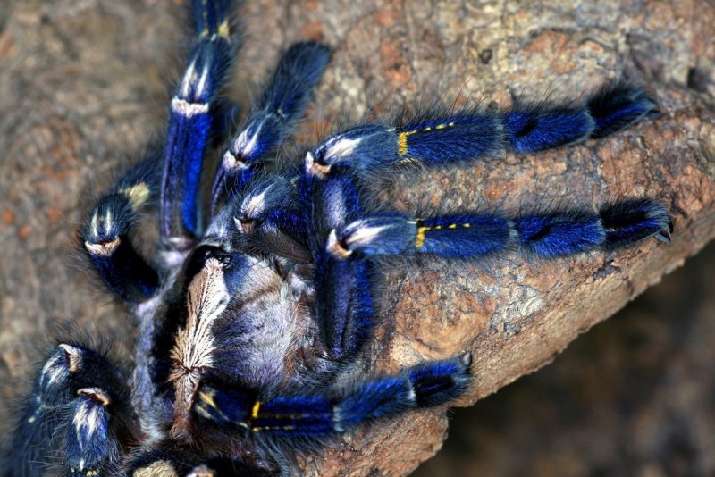 Паук птицеед Poecilotheria Metallica