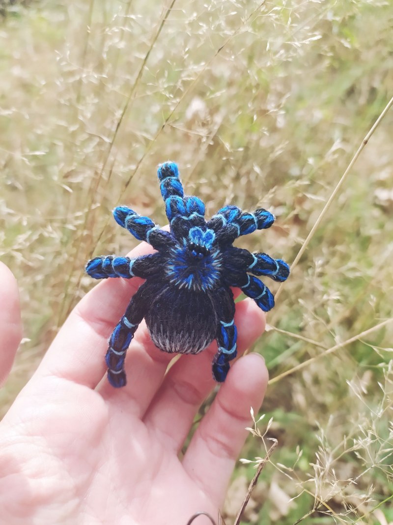 Poecilotheria Metallica