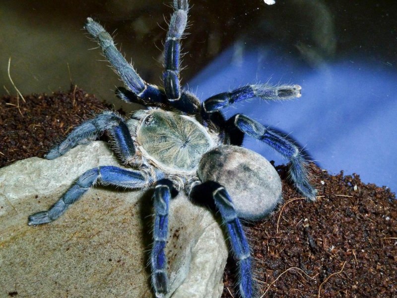 Паук Chromatopelma cyaneopubescens