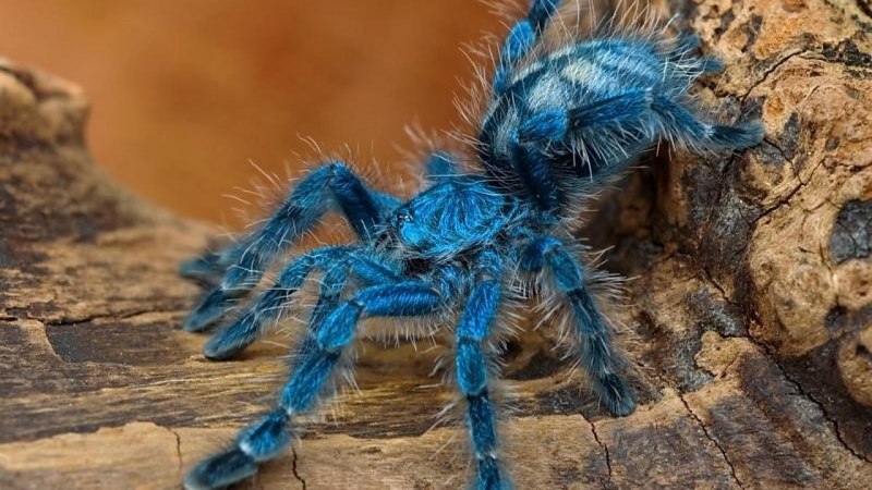 Паук Chromatopelma cyaneopubescens