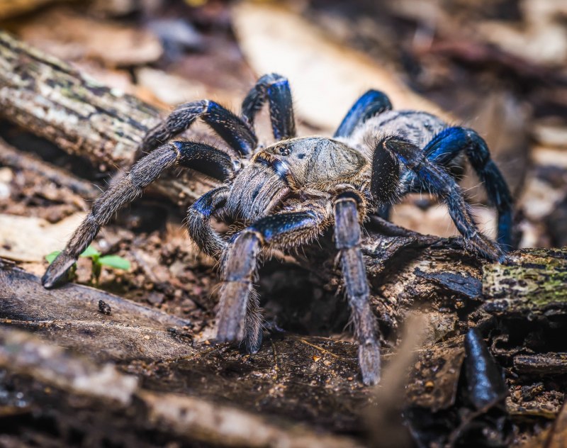 Металлический древесный птицеед Poecilotheria Metallica