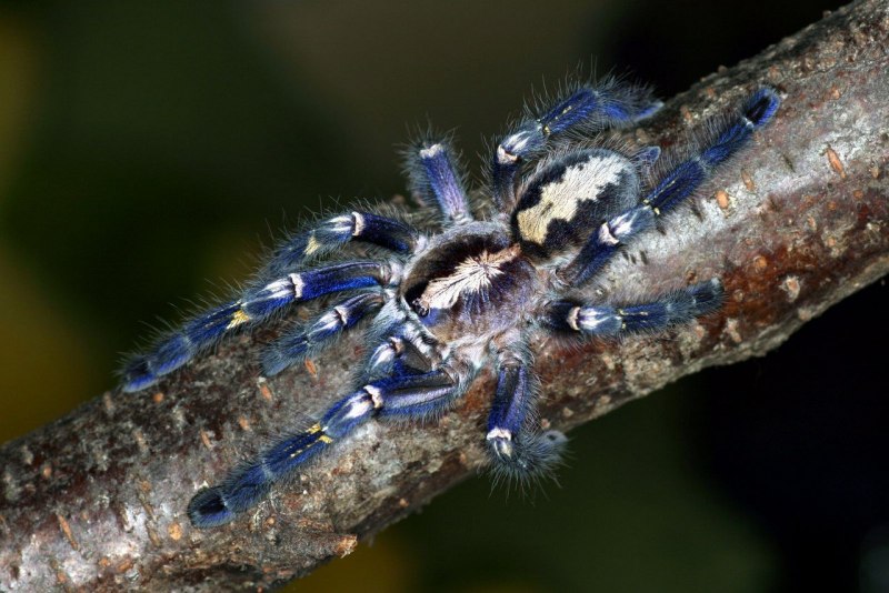 Паук птицеед Poecilotheria Metallica