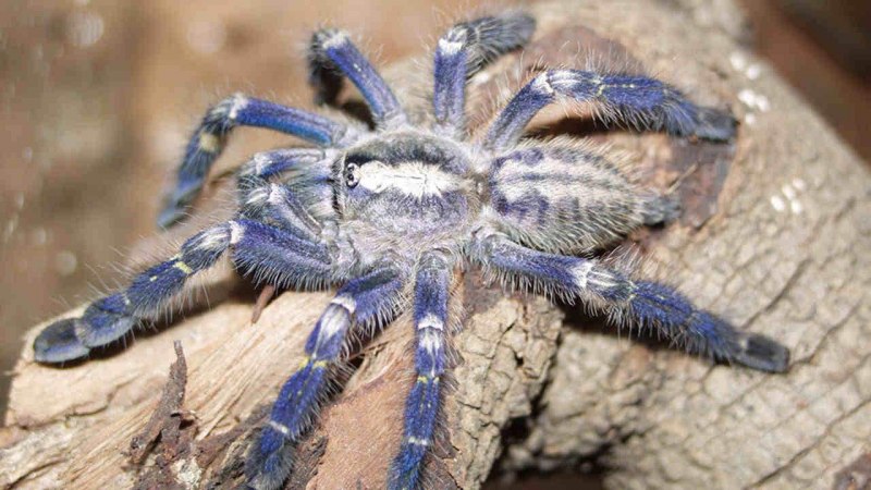 Poecilotheria Metallica паук