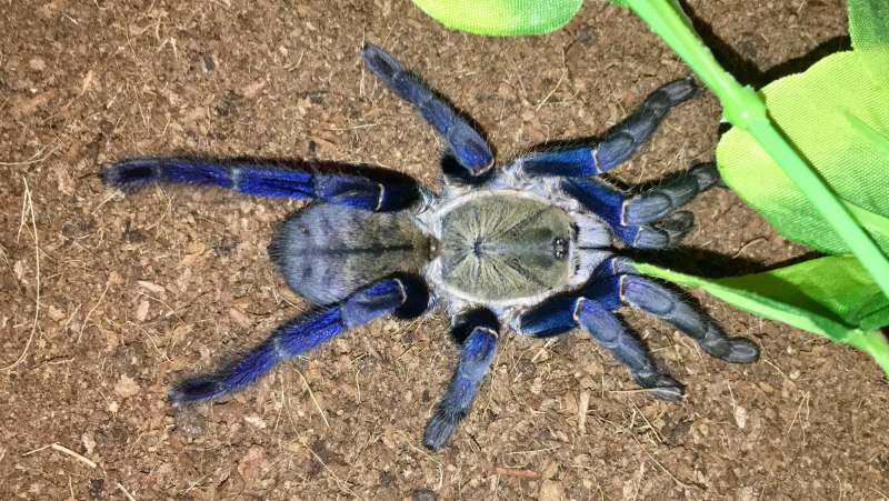 Птицеед гаплопельма ливидум (Haplopelma lividum