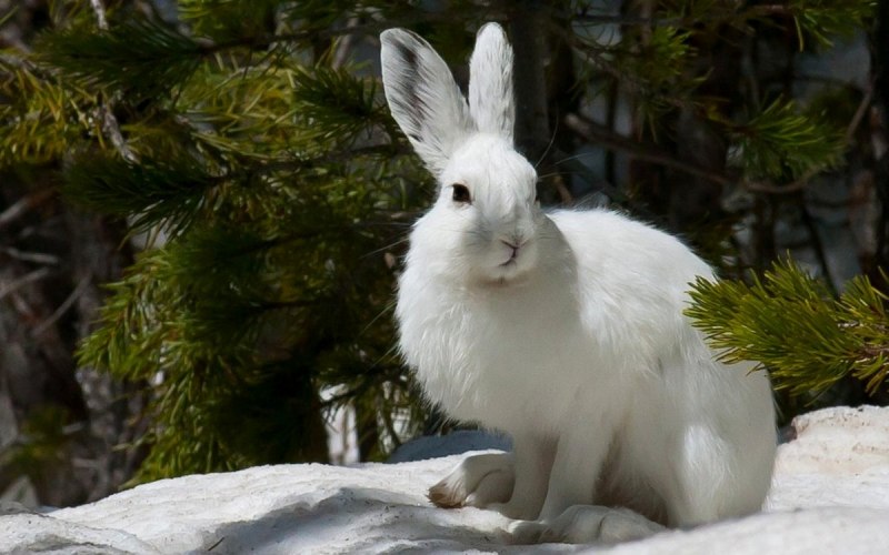 Заяц-Беляк Lepus timidus