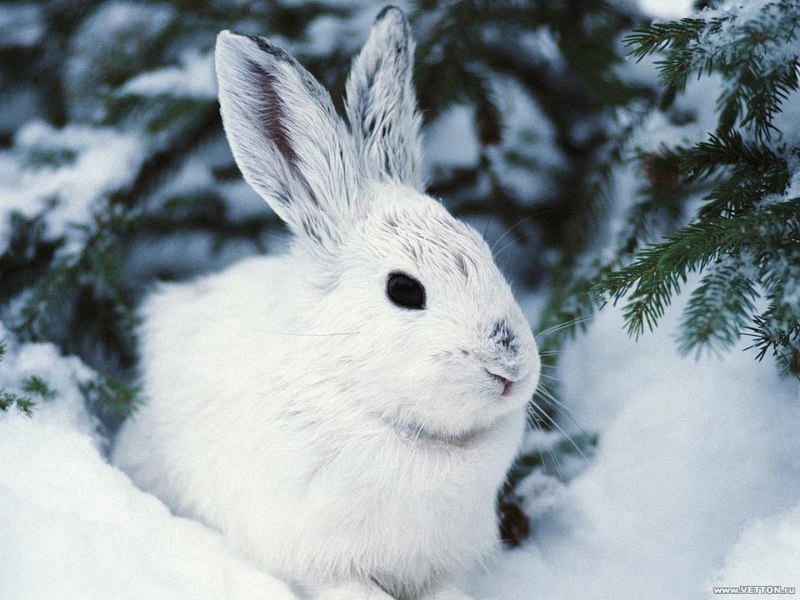 Заяц-Беляк Lepus timidus
