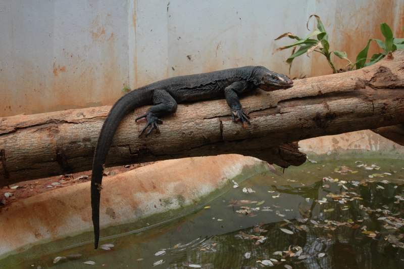 Varanus Salvator macromaculatus