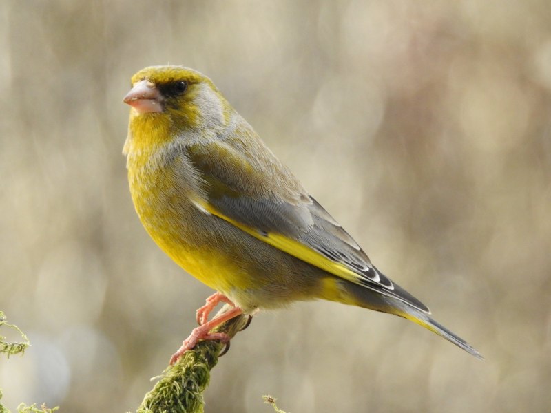 Зеленушка (Chloris Chloris)