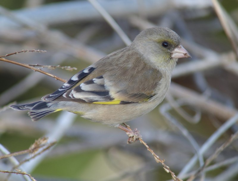 Зеленушка (Chloris Chloris)