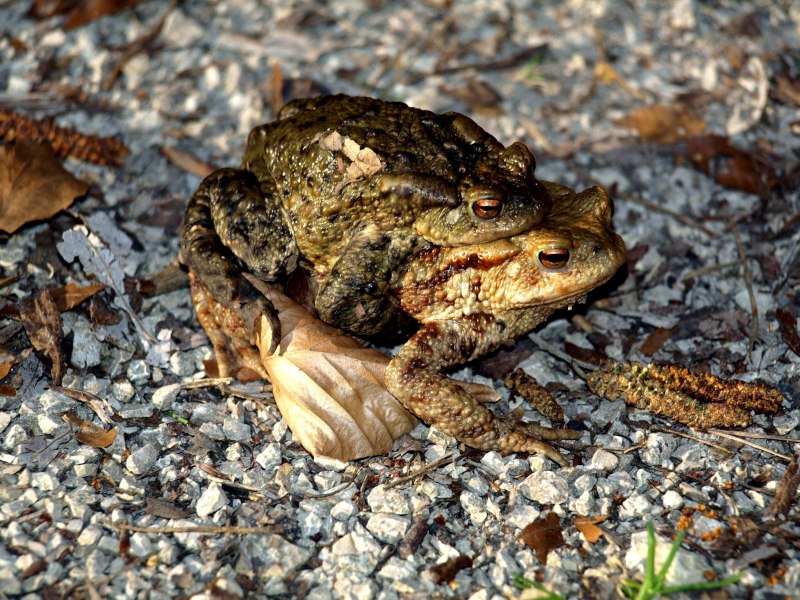 Африканская жаба Bullfrog