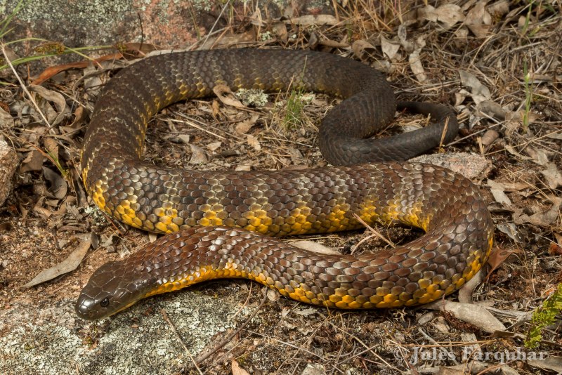 . Тигровая змея (Notechis scutatus) темная
