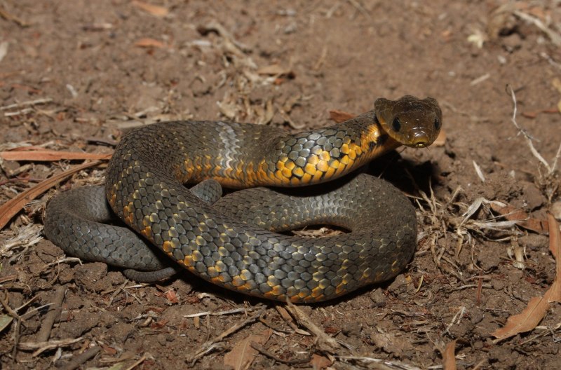 Тигровая змея (Notechis scutatus)